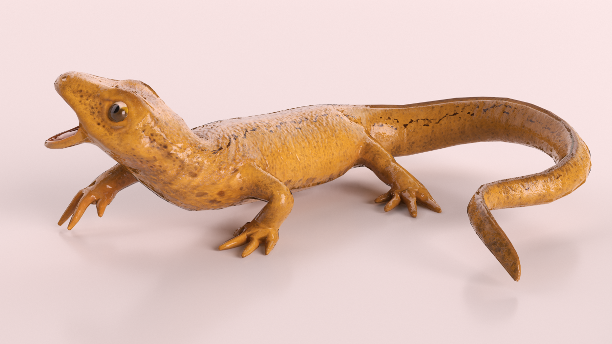 3D Smooth Newt Rigged model