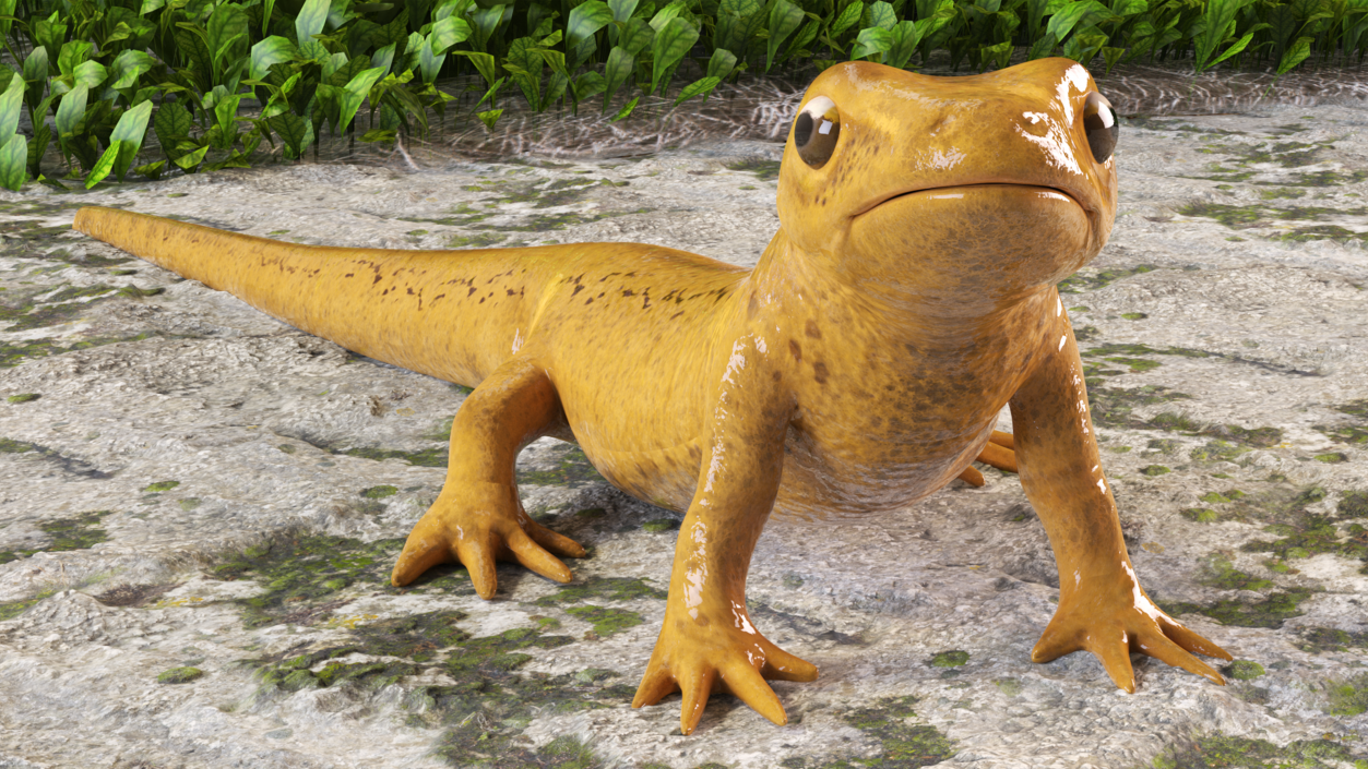 3D Smooth Newt Rigged model