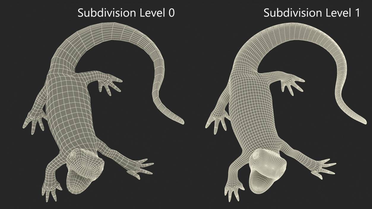 3D Smooth Newt Rigged model