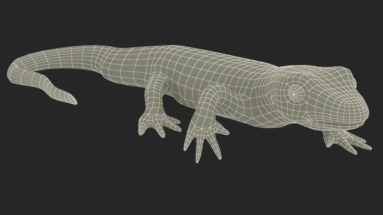 3D Smooth Newt Rigged model