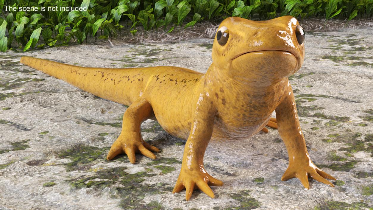 3D Smooth Newt Rigged model