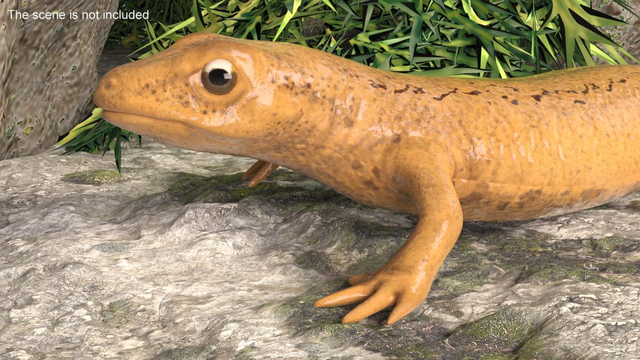 3D Smooth Newt Rigged model