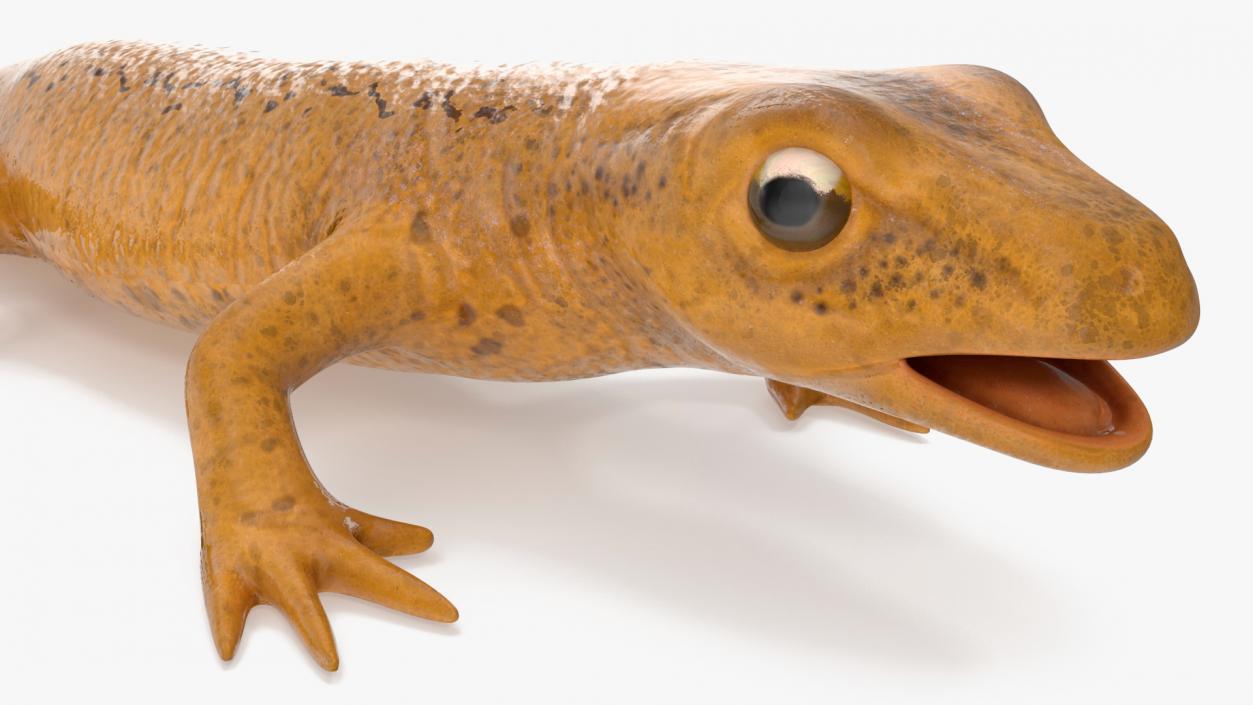 3D Smooth Newt Rigged model