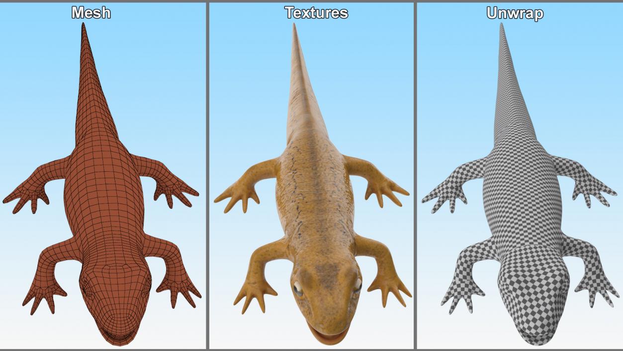 3D Smooth Newt Rigged model