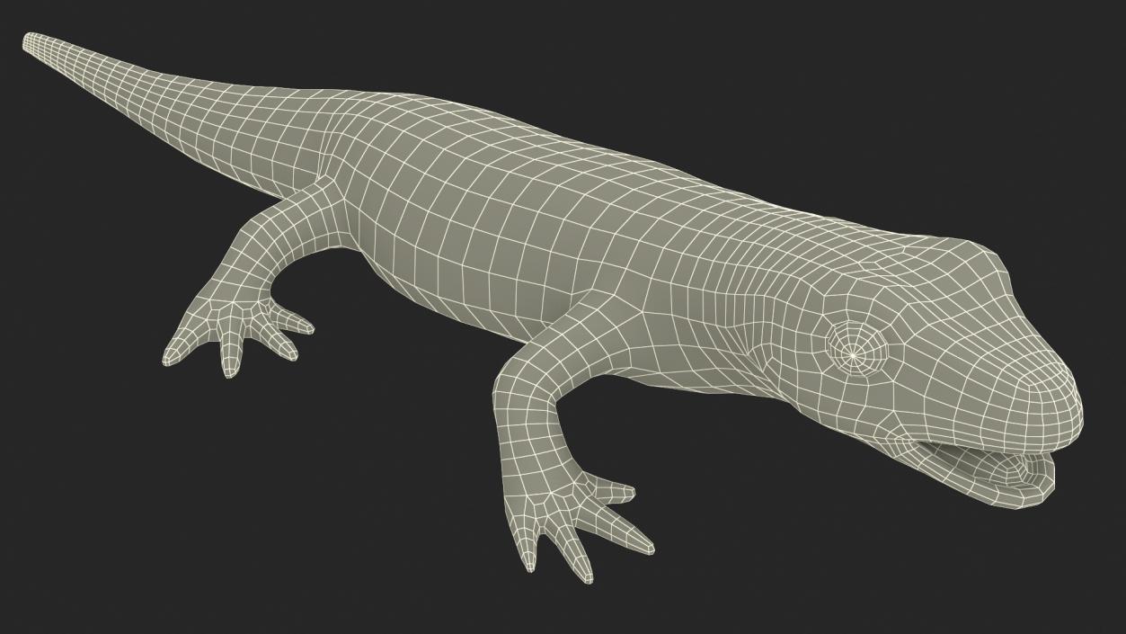 3D Smooth Newt Rigged model