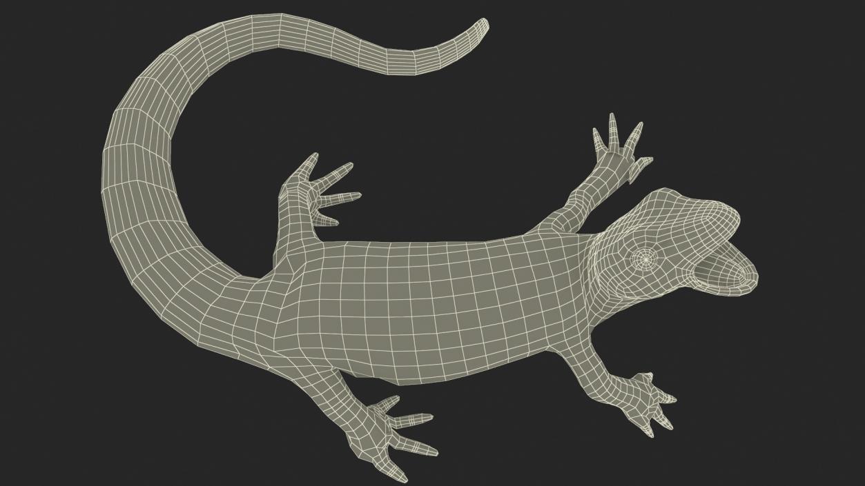 3D Smooth Newt Rigged model