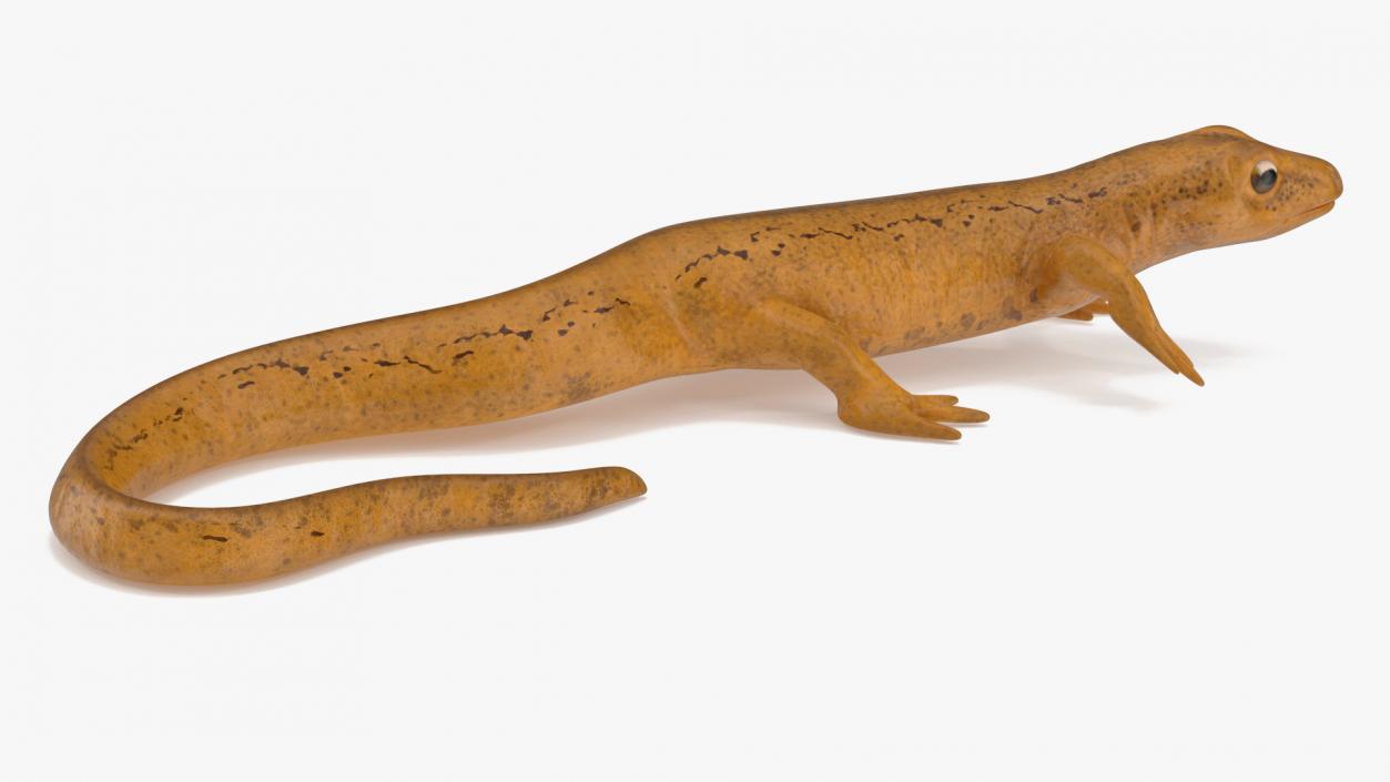 3D Smooth Newt Rigged model