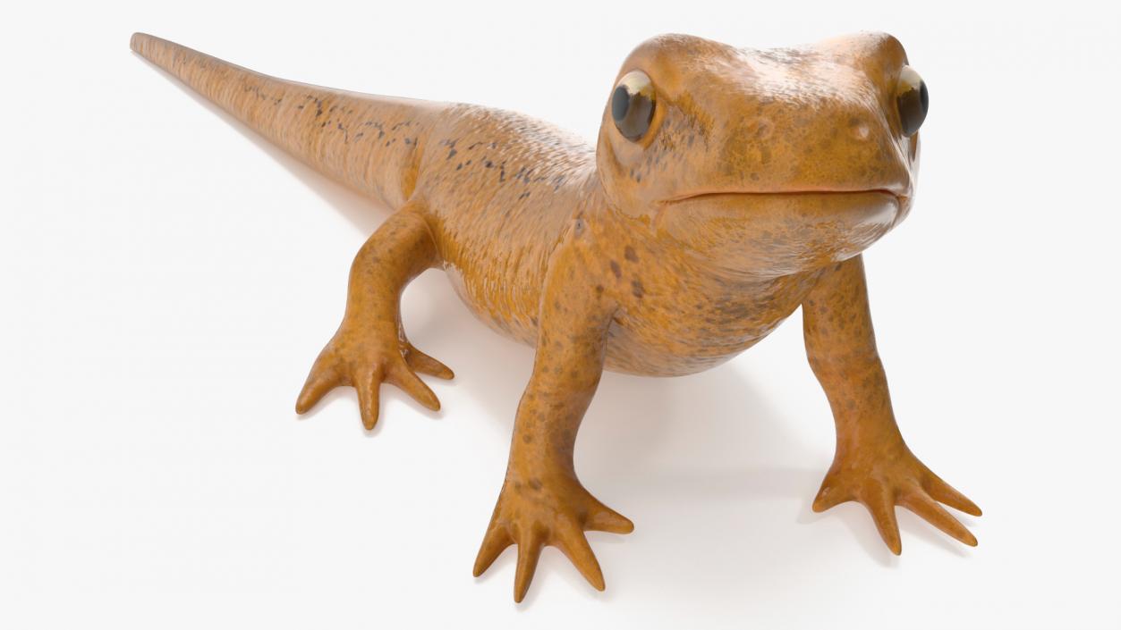 3D Smooth Newt Rigged model