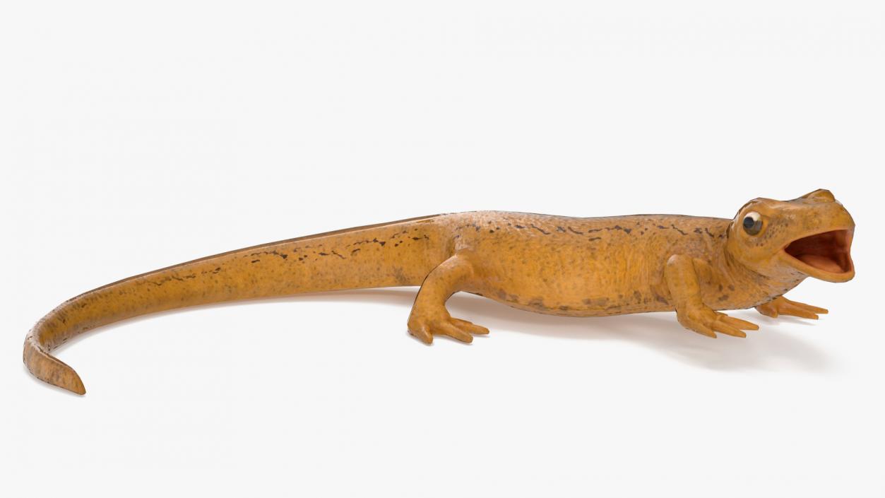 3D Smooth Newt Rigged model