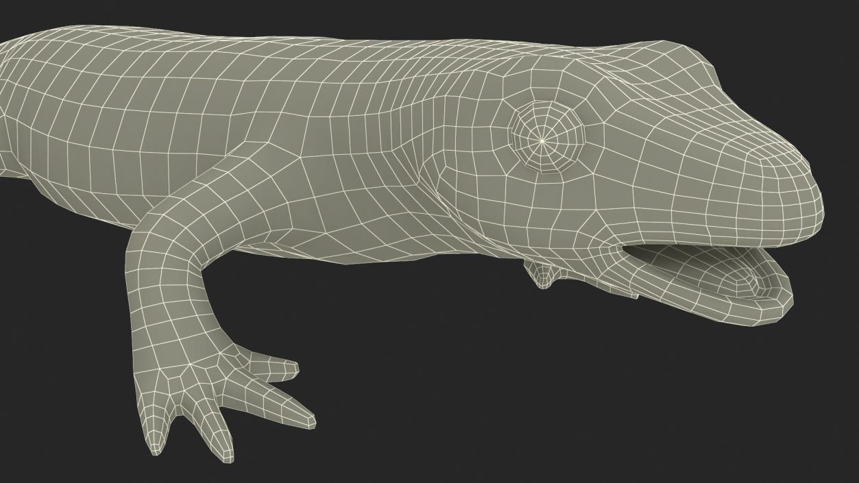 3D Smooth Newt Rigged model