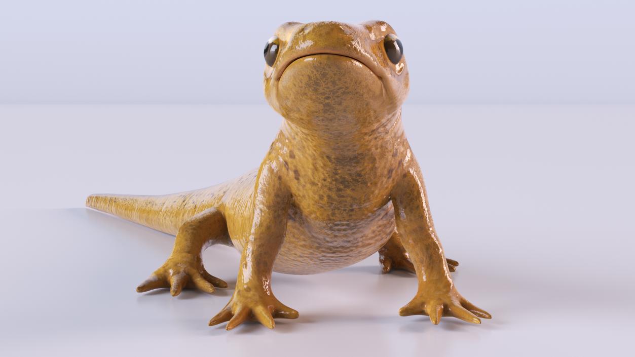 3D Smooth Newt Rigged model