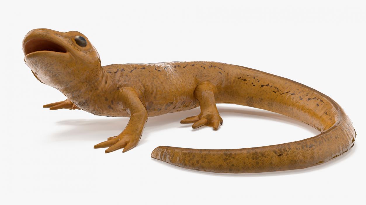 3D Smooth Newt Rigged model