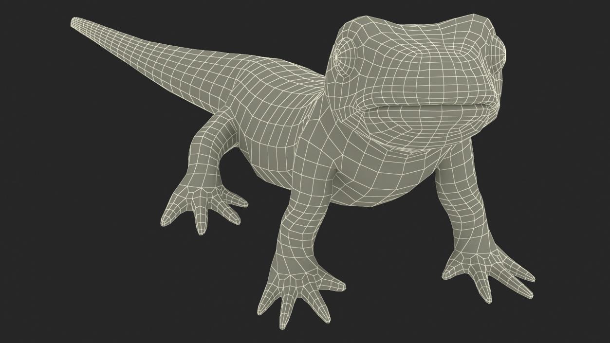 3D Smooth Newt Rigged model