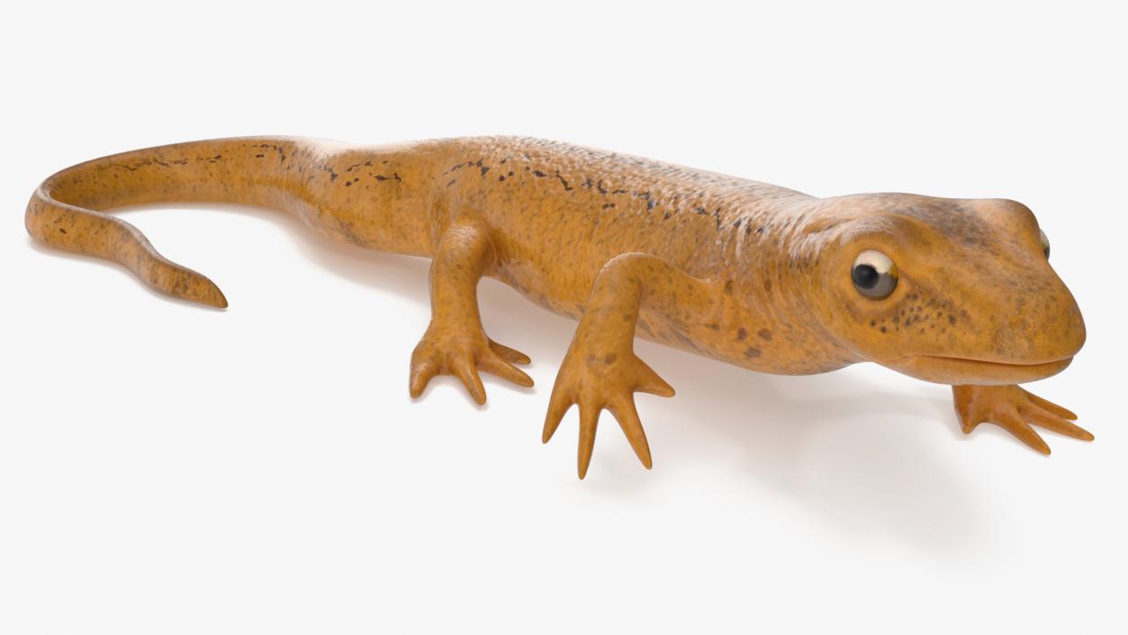 3D Smooth Newt Rigged model