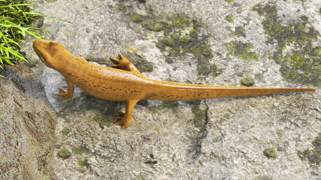 3D Smooth Newt Rigged model