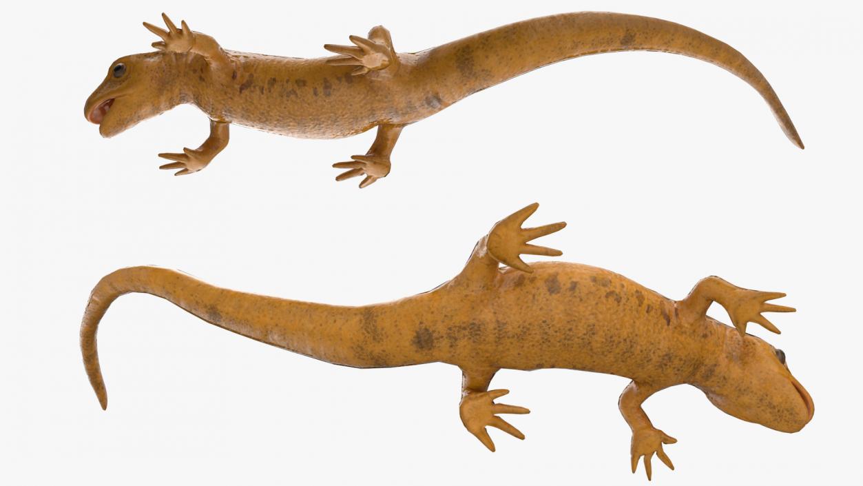 3D Smooth Newt Rigged model