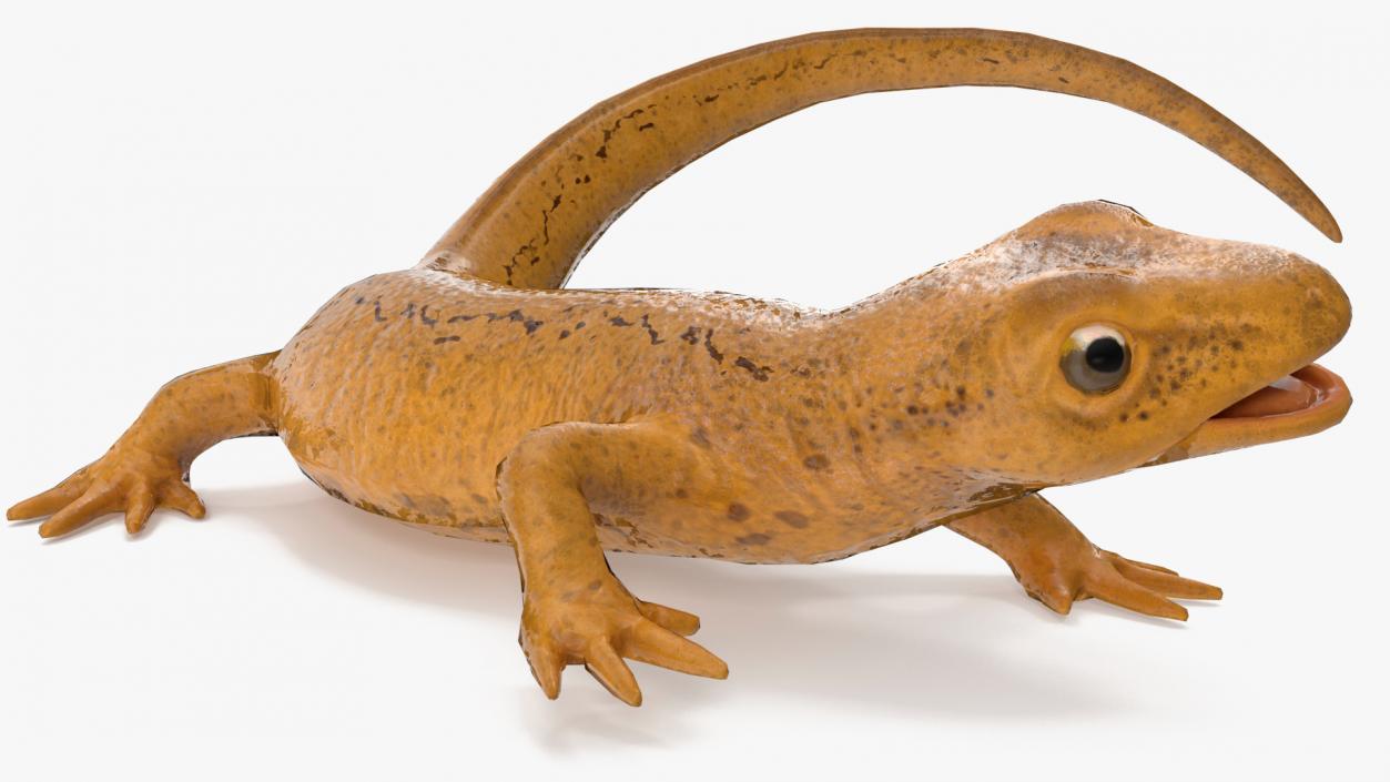 3D Smooth Newt Rigged model