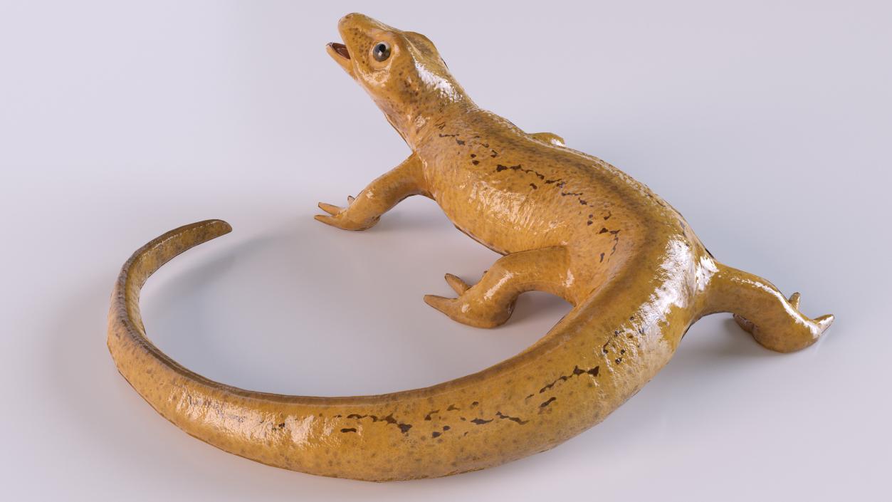 3D Smooth Newt Rigged model