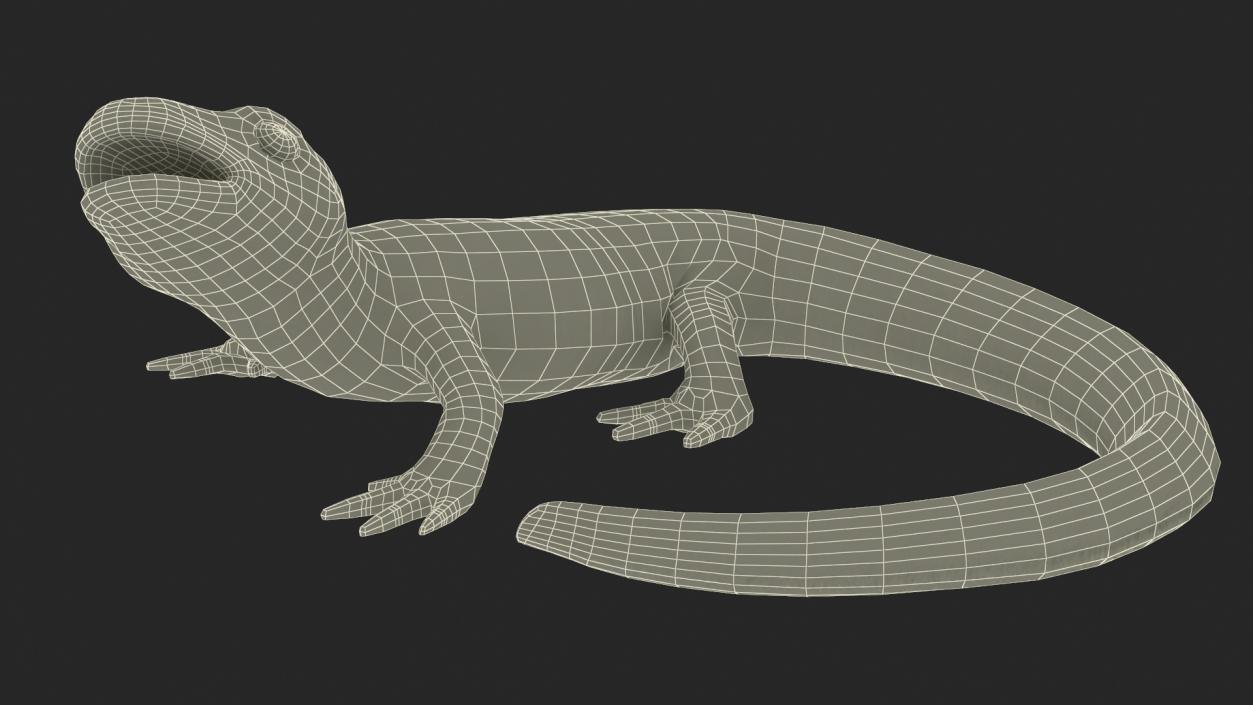 3D Smooth Newt Rigged model