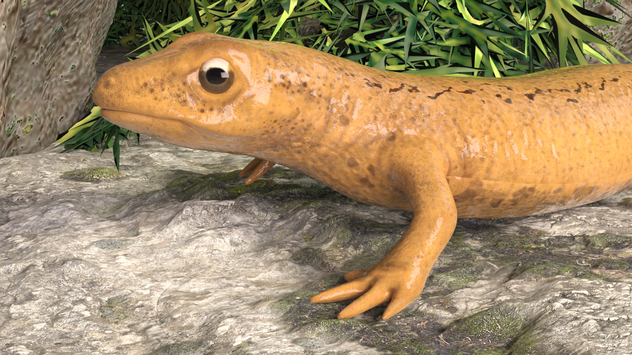 3D Smooth Newt Rigged model