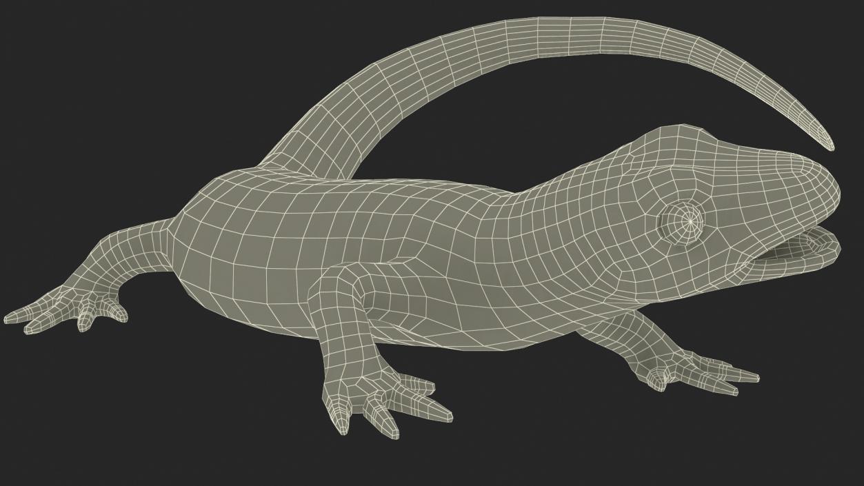 3D Smooth Newt Rigged model