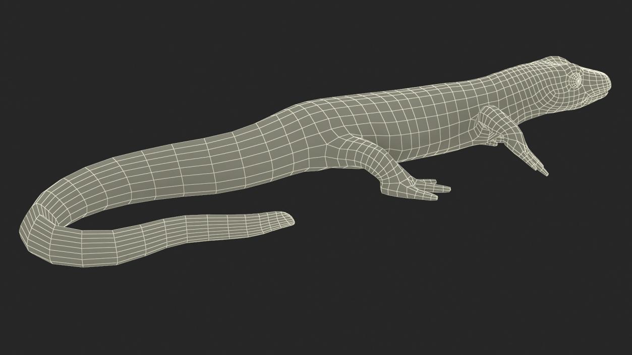 3D Smooth Newt Rigged model