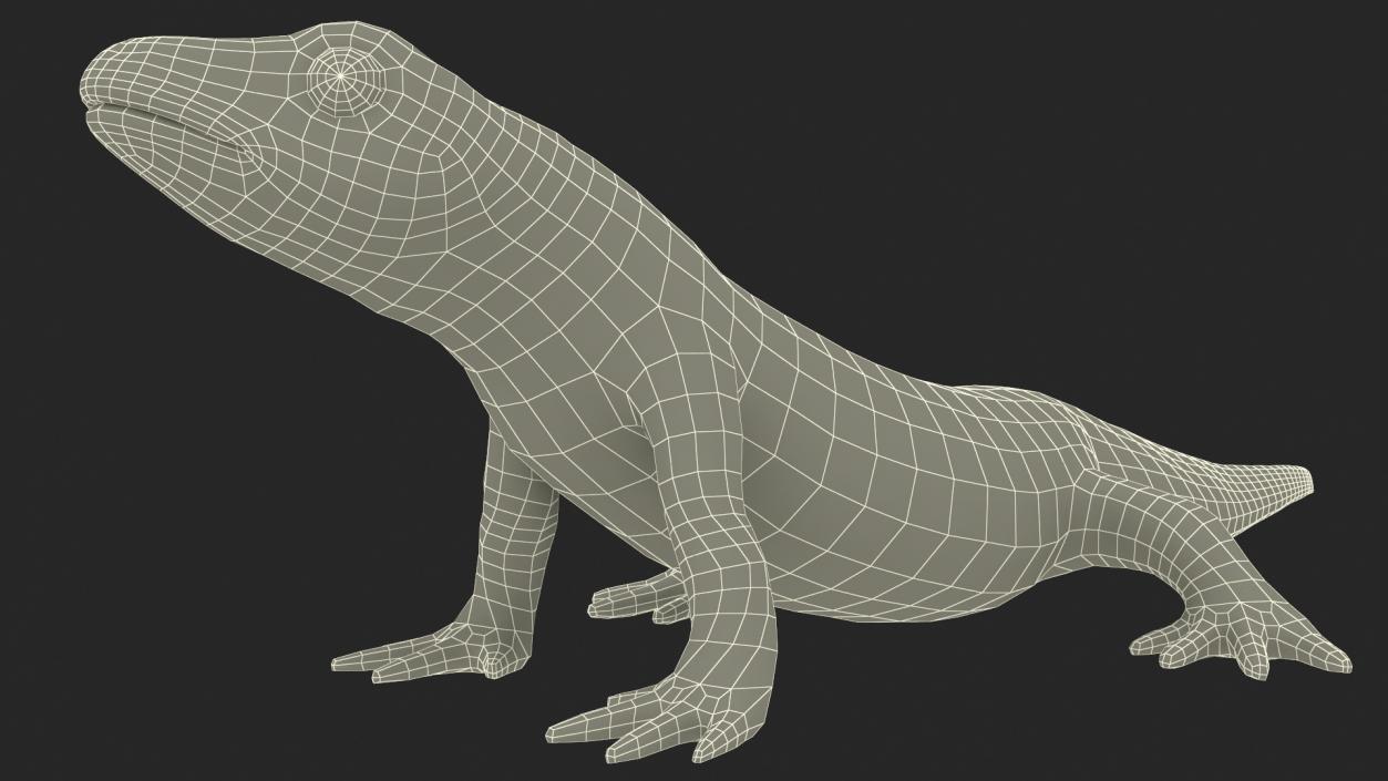 3D Smooth Newt Rigged model