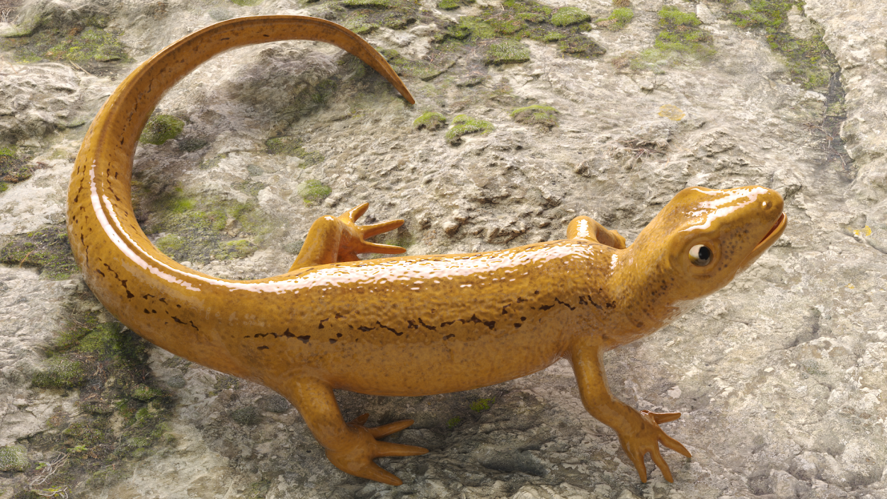 3D Smooth Newt Rigged model