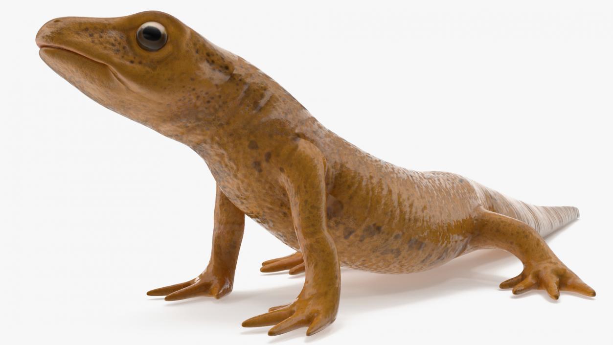 3D Smooth Newt Rigged model