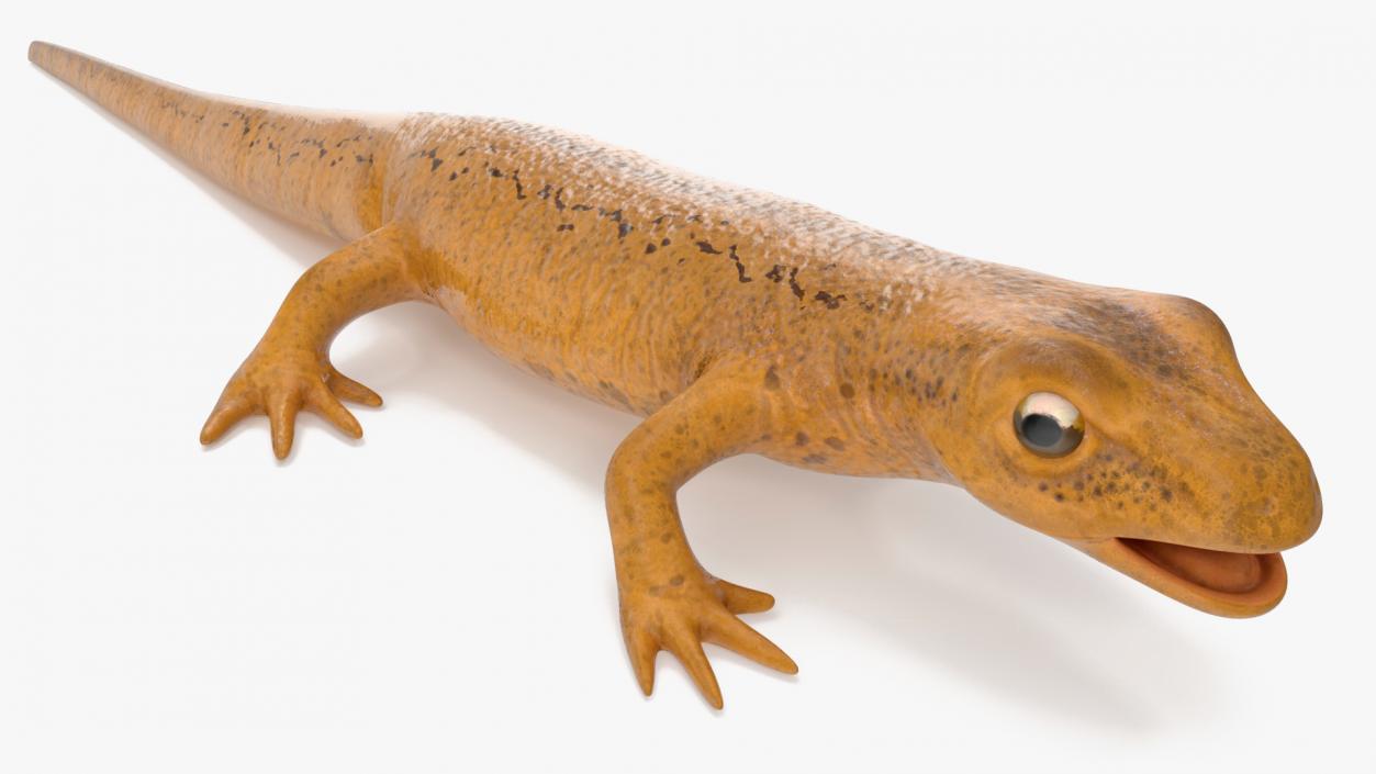 3D Smooth Newt Rigged model