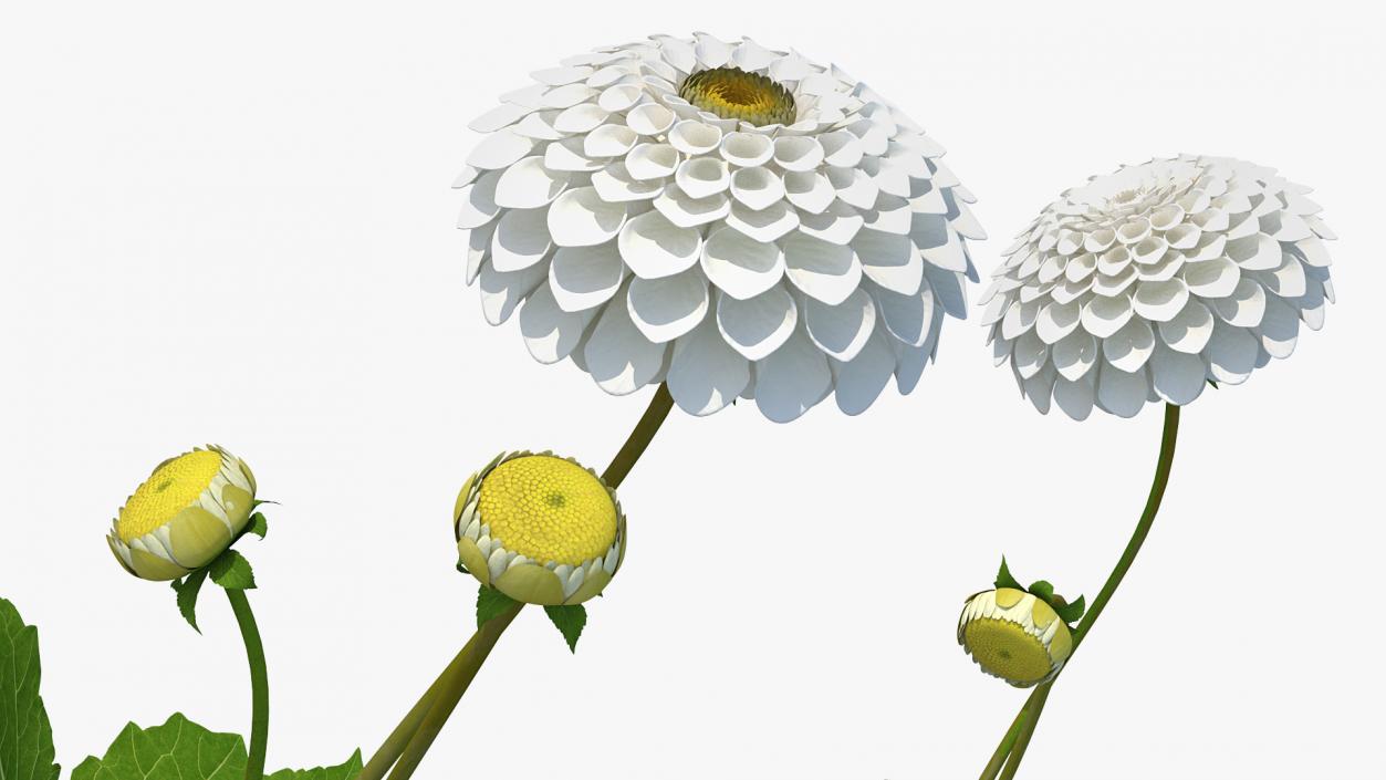 3D Dahlia Franz Kafka White Set model