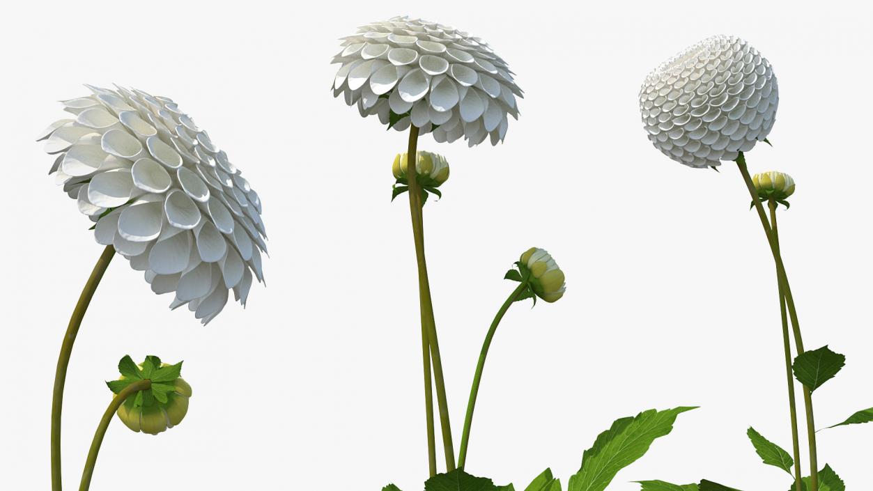 3D Dahlia Franz Kafka White Set model