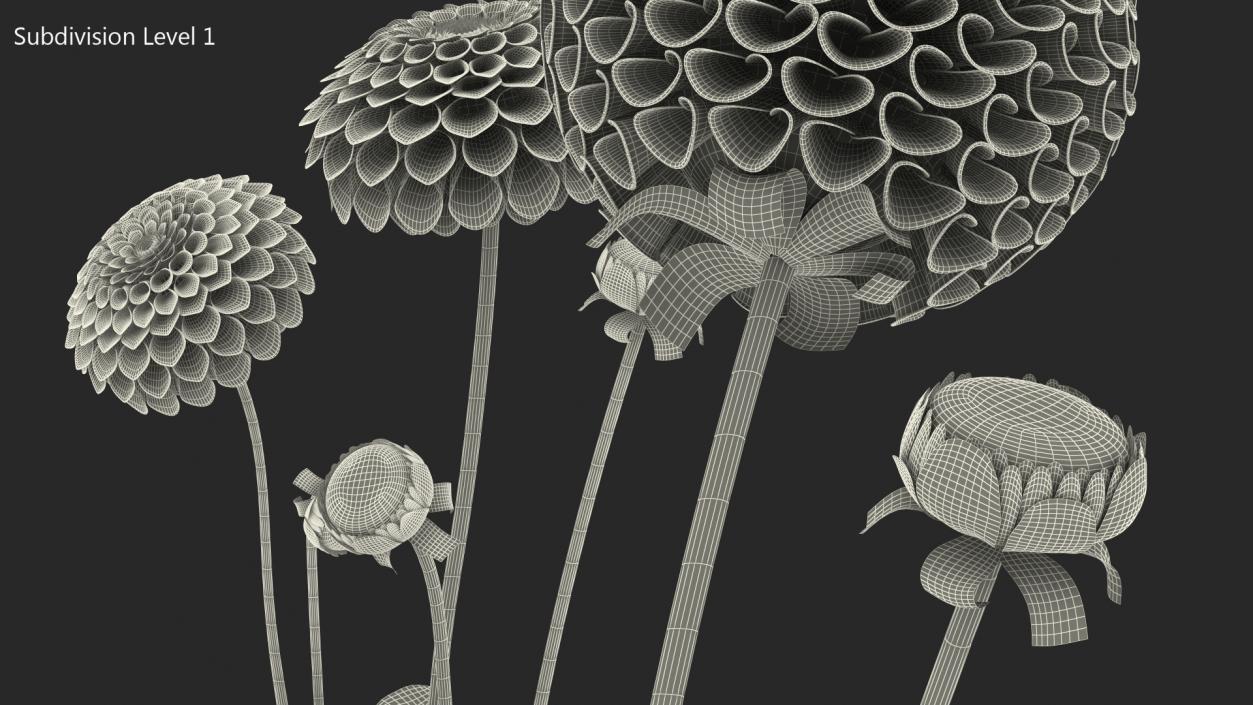 3D Dahlia Franz Kafka White Set model