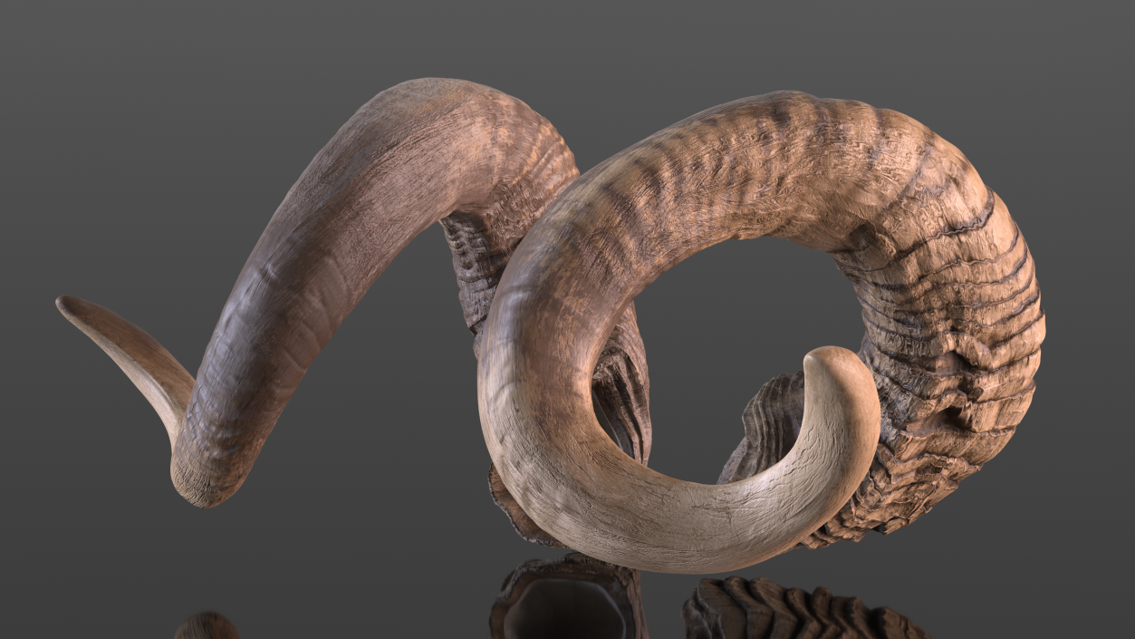 3D model Animal Twisted Horns Dark