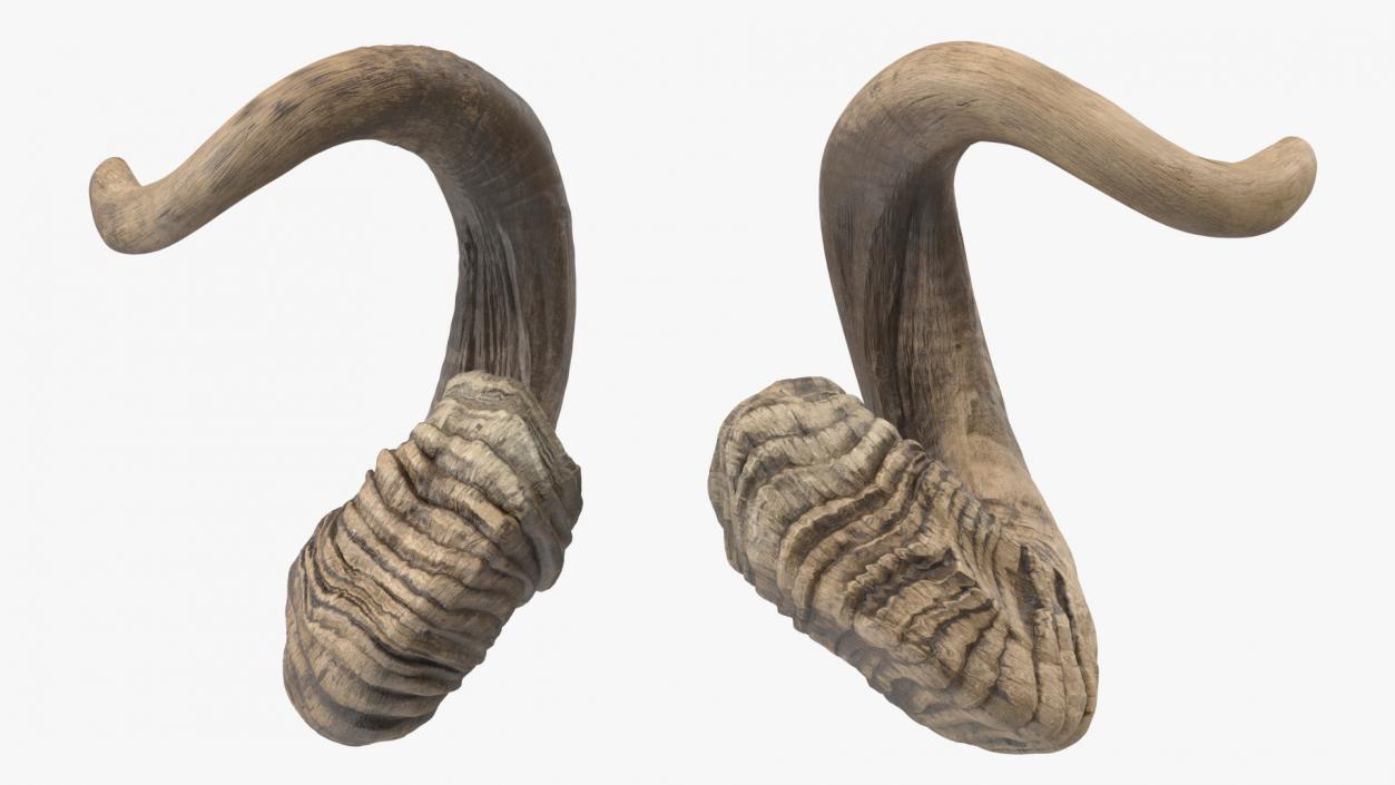 3D model Animal Twisted Horns Dark