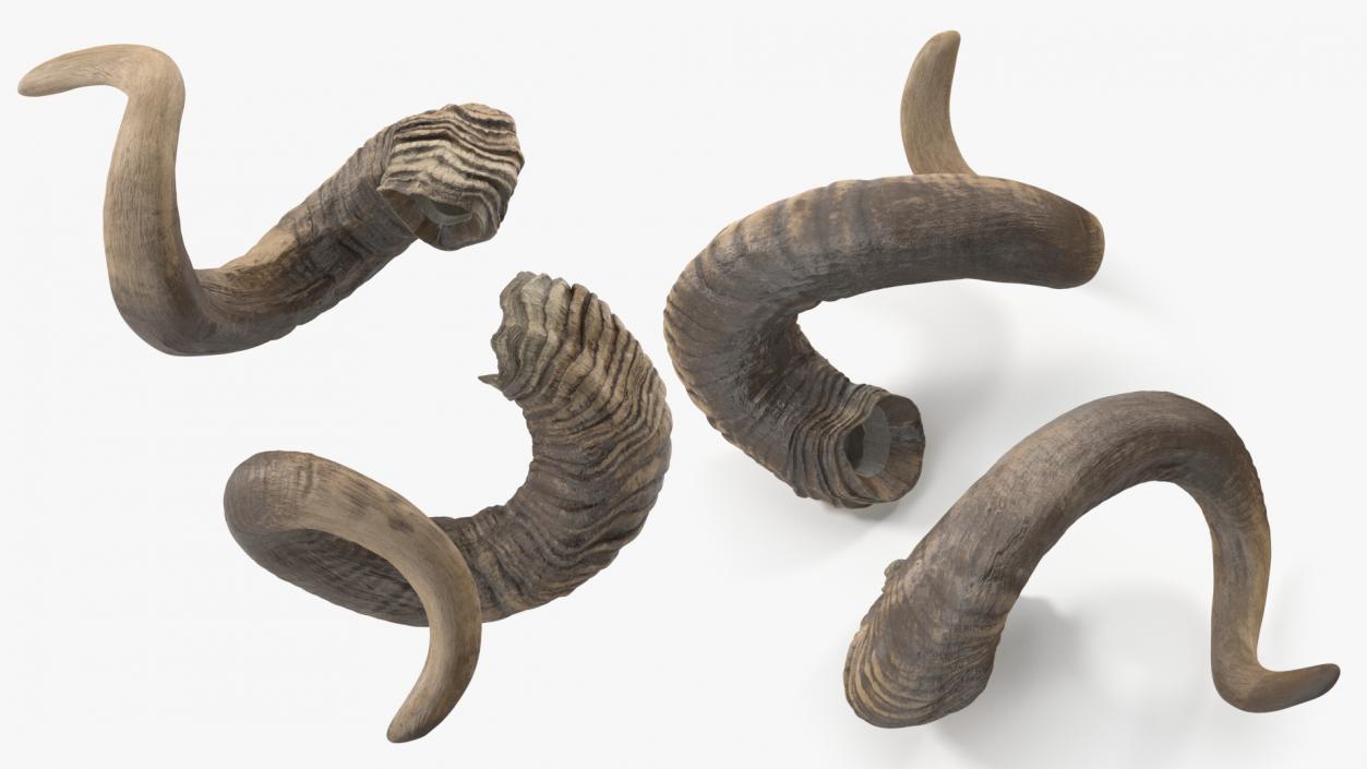 3D model Animal Twisted Horns Dark