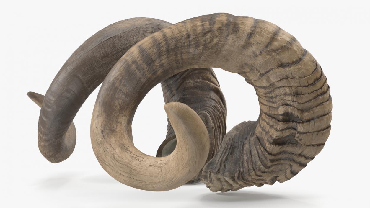 3D model Animal Twisted Horns Dark