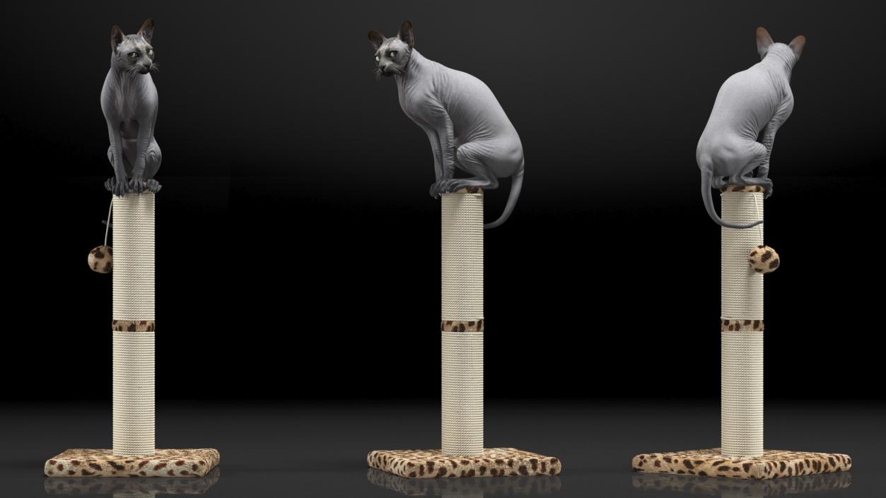 Cat Sitting On A Scratching Post 3D