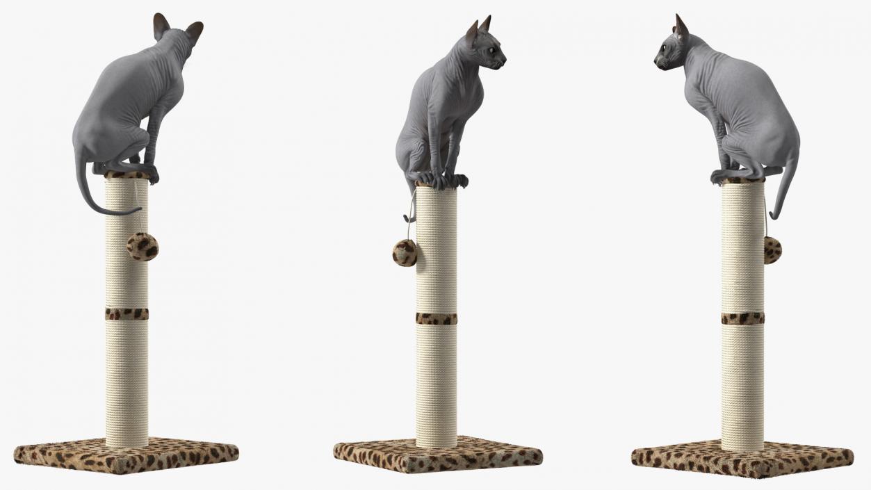 Cat Sitting On A Scratching Post 3D