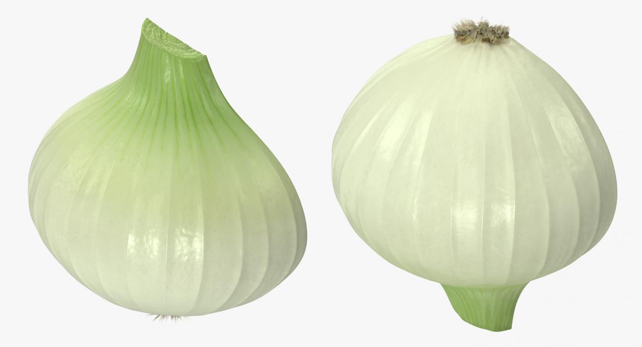 3D Onion Collection 2 model