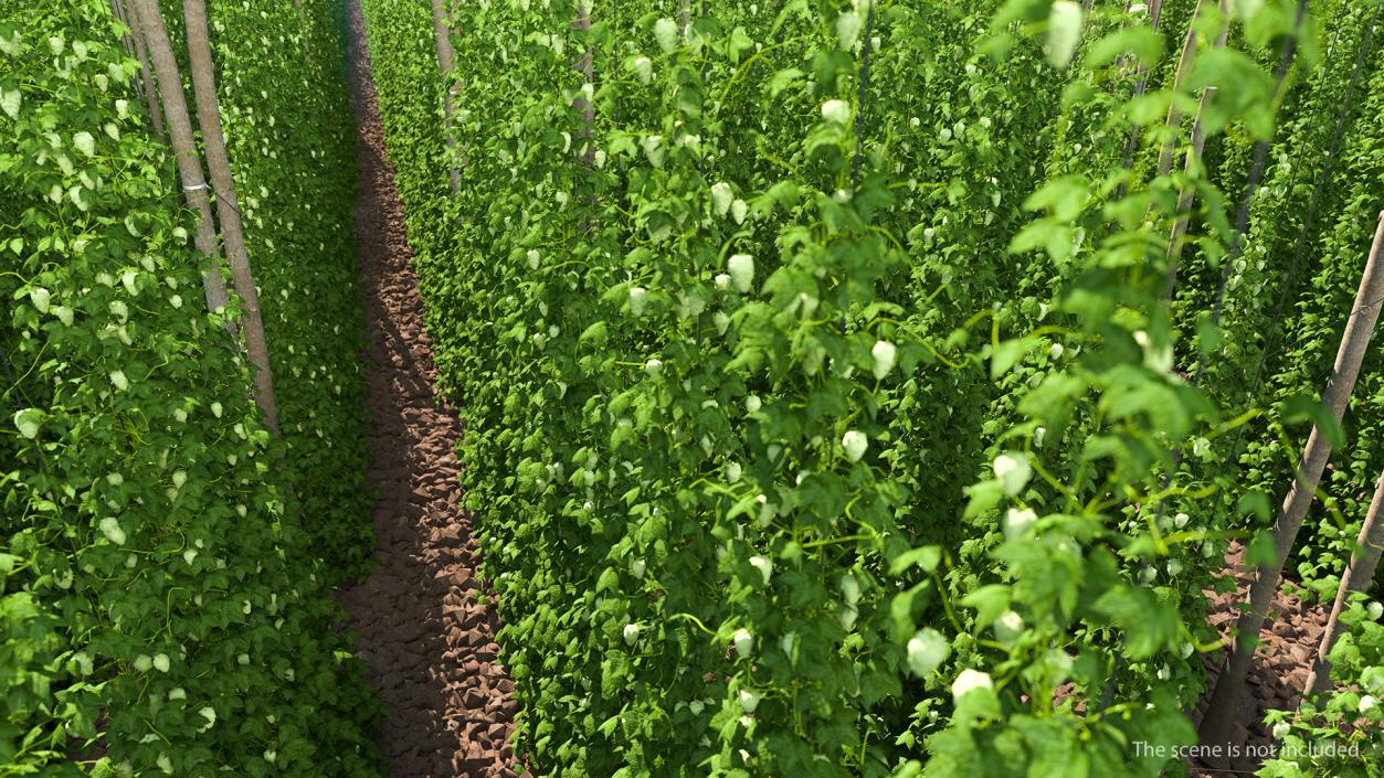 Green Growing Hops Plantation 3D model