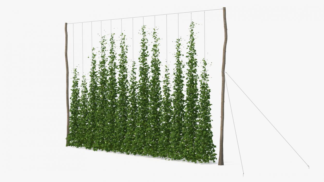 Green Growing Hops Plantation 3D model