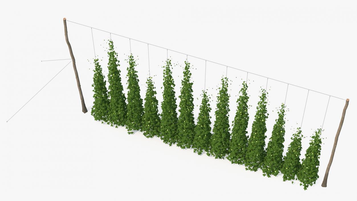 Green Growing Hops Plantation 3D model