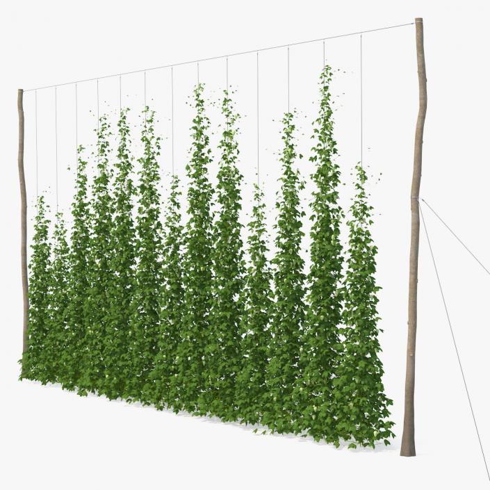 Green Growing Hops Plantation 3D model