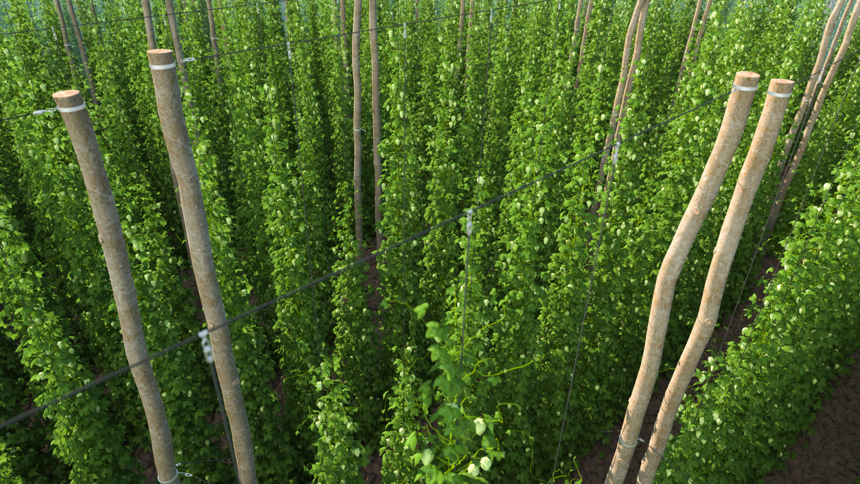 Green Growing Hops Plantation 3D model