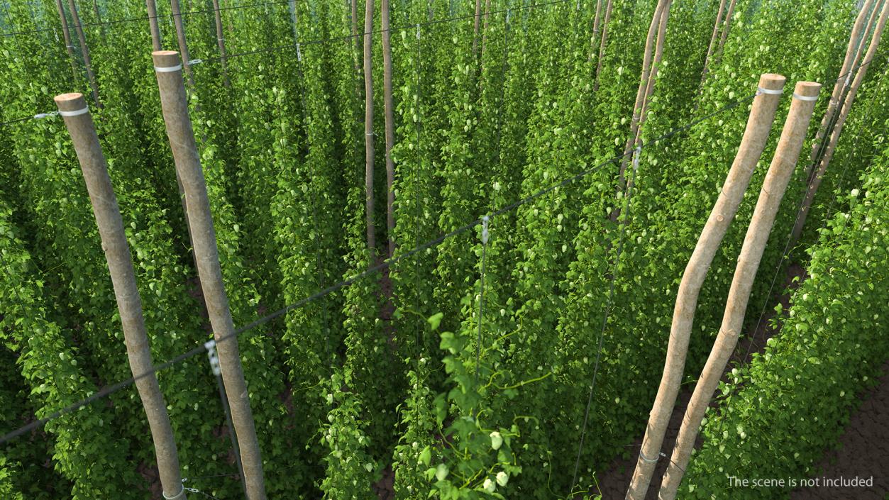 Green Growing Hops Plantation 3D model