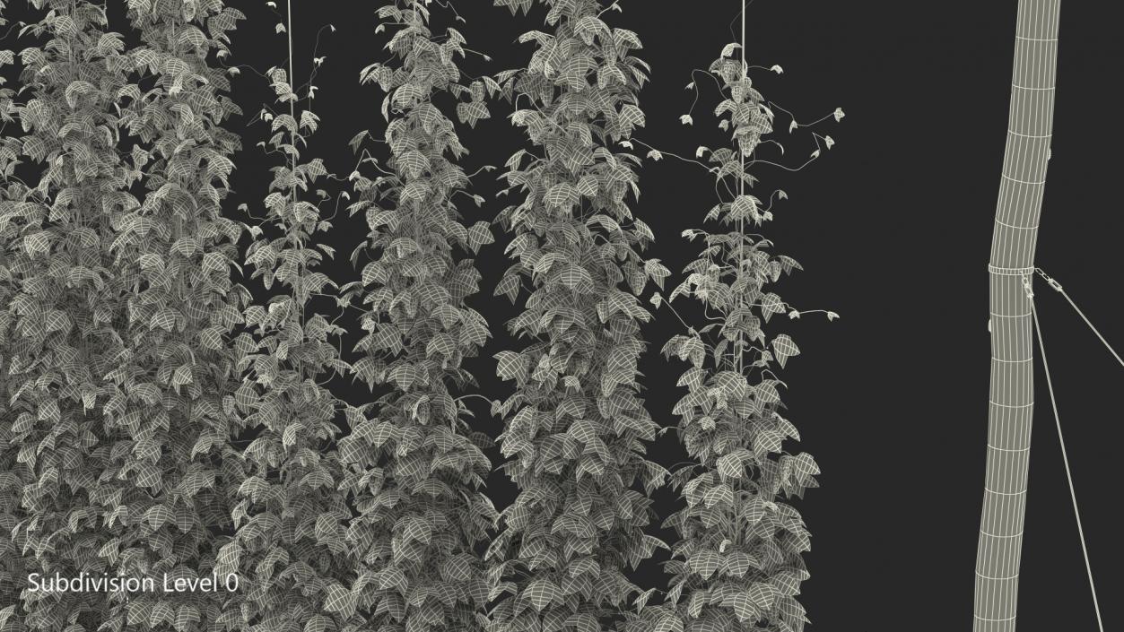 Green Growing Hops Plantation 3D model