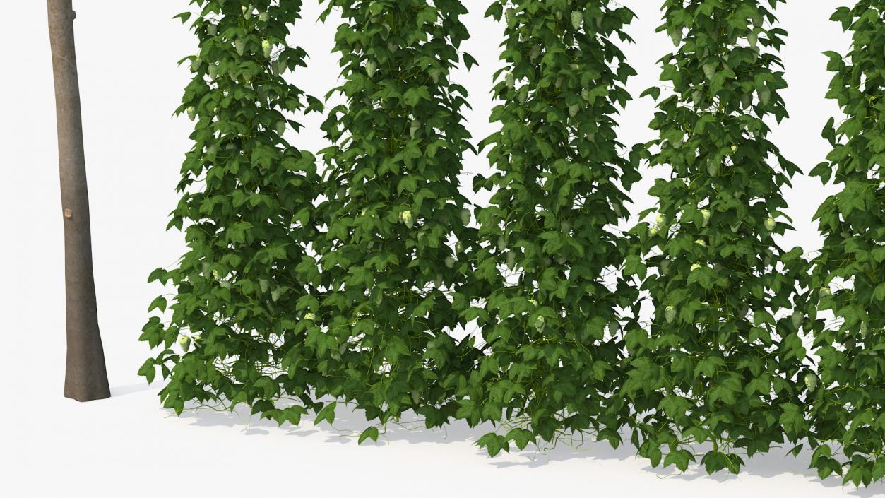 Green Growing Hops Plantation 3D model