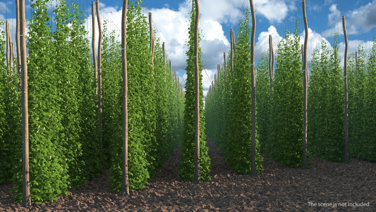 Green Growing Hops Plantation 3D model