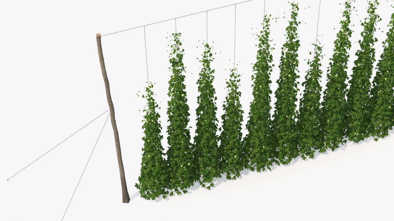 Green Growing Hops Plantation 3D model